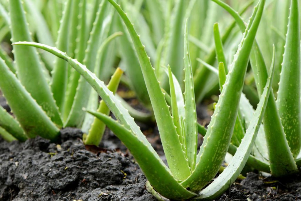 Aloe gel: Do you know how versatile it is?